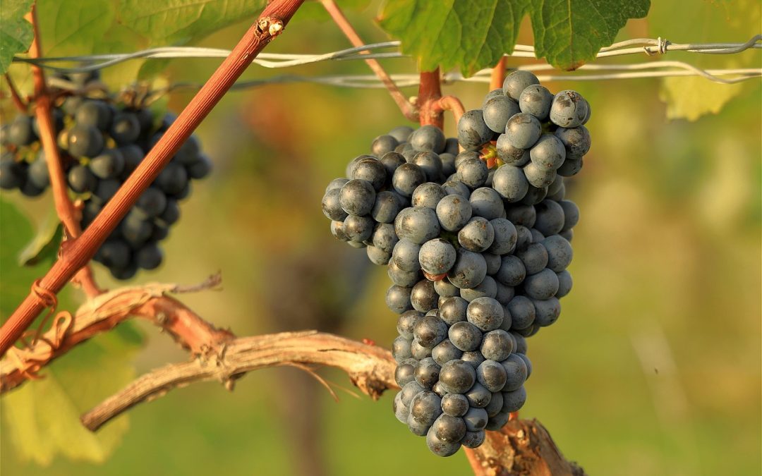 Immersion gourmande dans les vignes