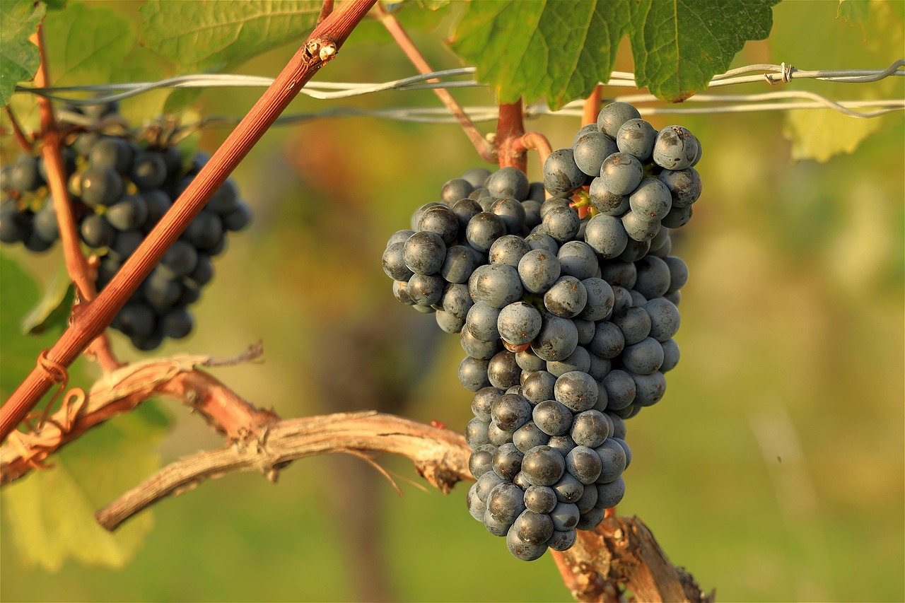 grapes-7568285_1280