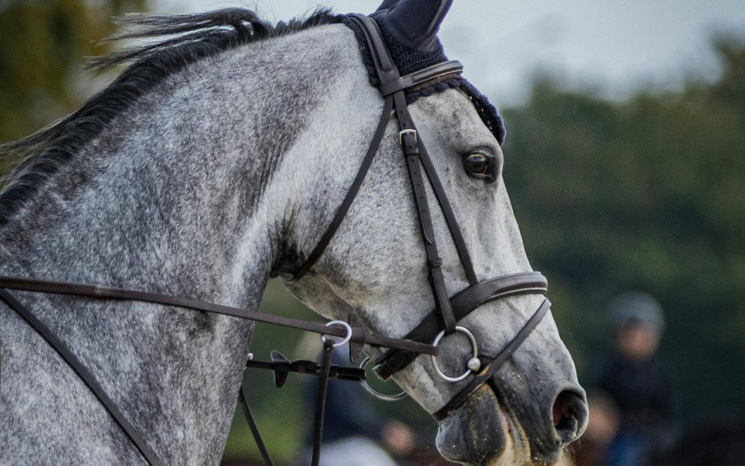 Festi’Cheval