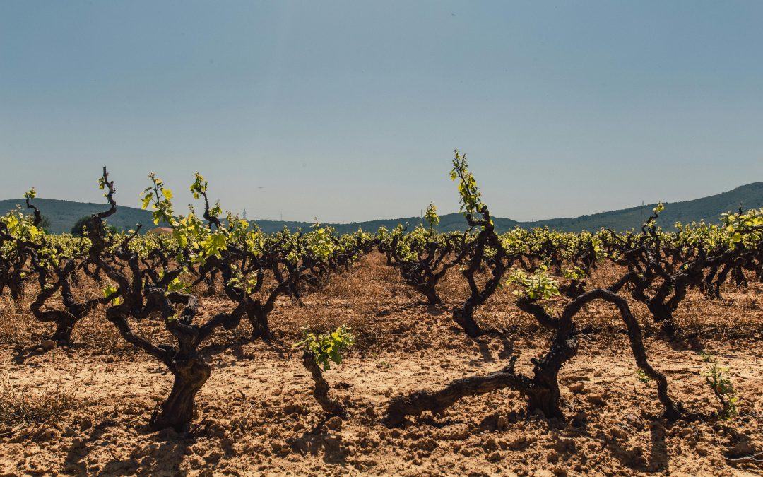 Entre Soleil et Vignes : Visite et dîner dans les vignes