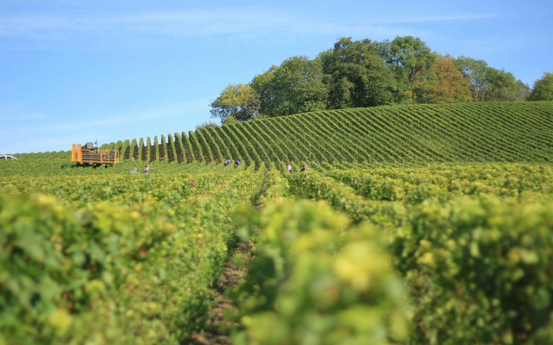 Cassis Bodin : Dégustation commentée de 5 vins AOC Cassis