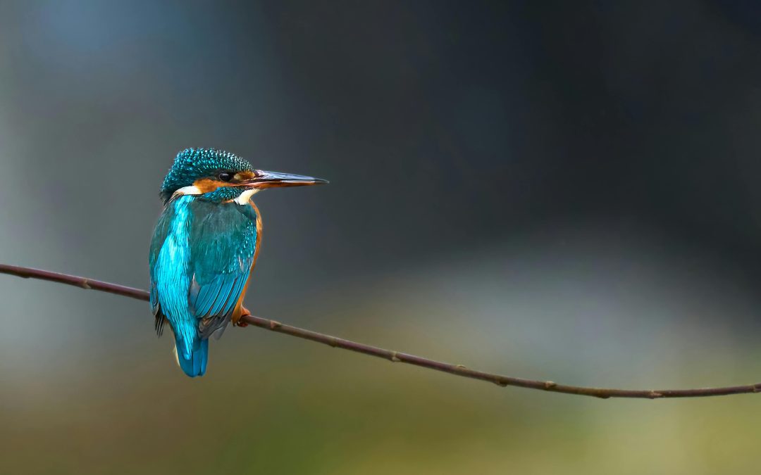 La biodiversité au fil de l’eau