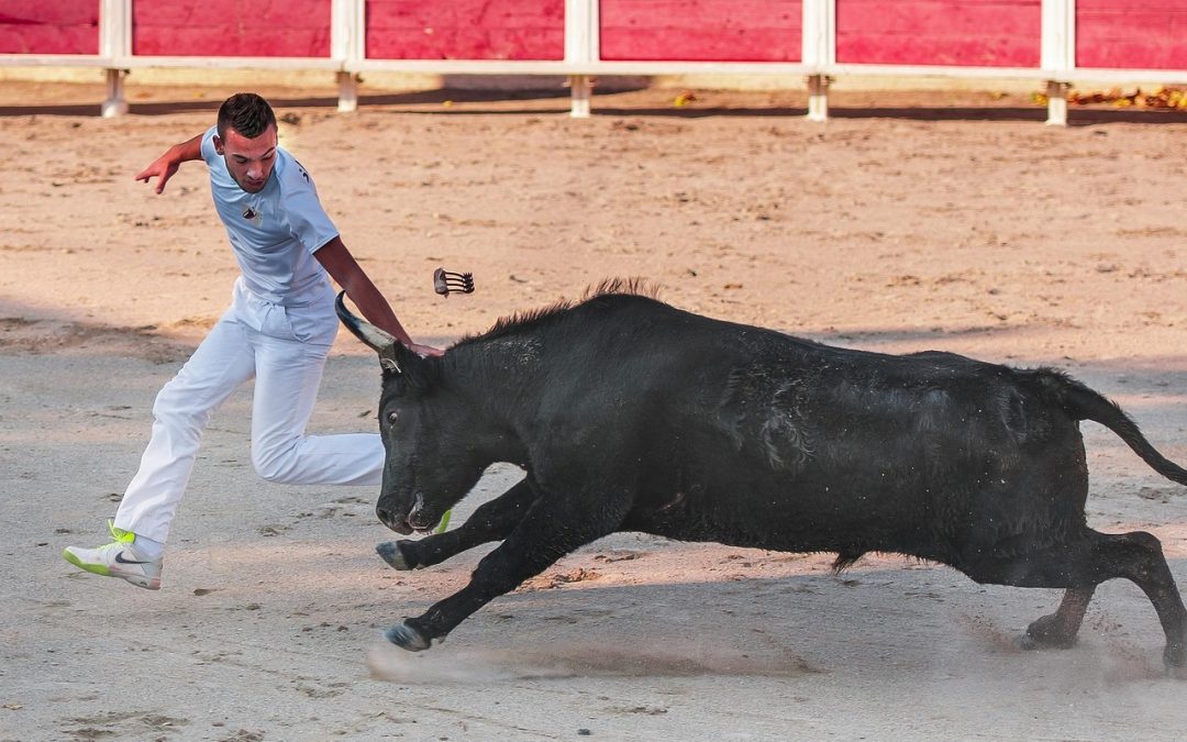 COURSE CAMARGUAISE – TROPHÉE DE L’AVENIR – COURSE RÉPUBLICAINE