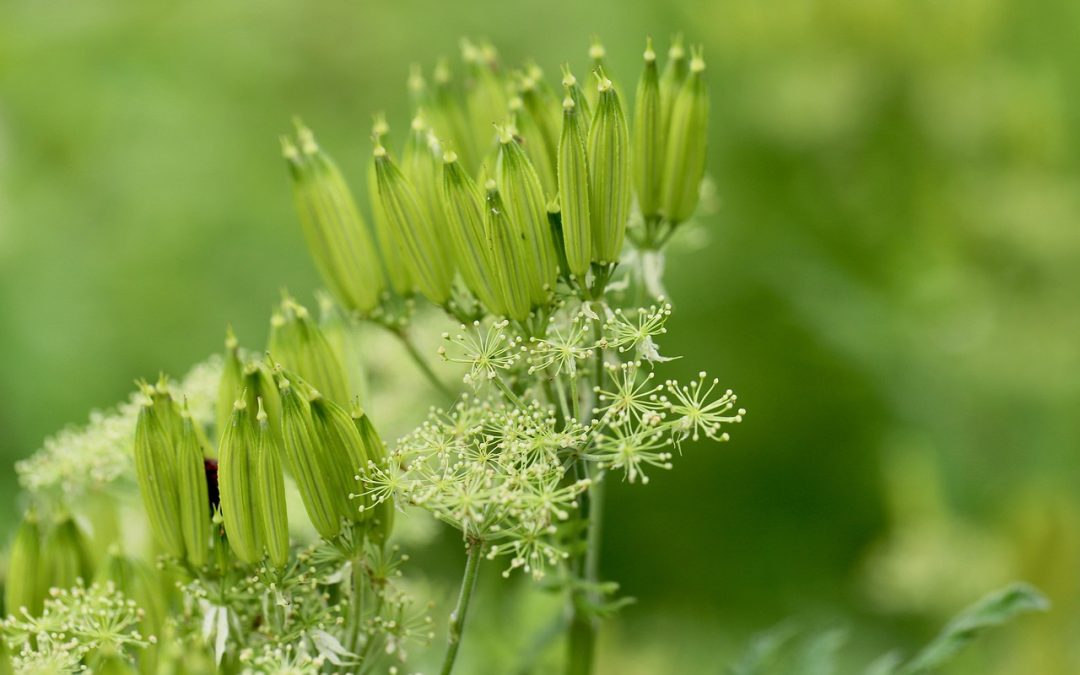Les sorties du samedi – Plantes sauvages comestibles