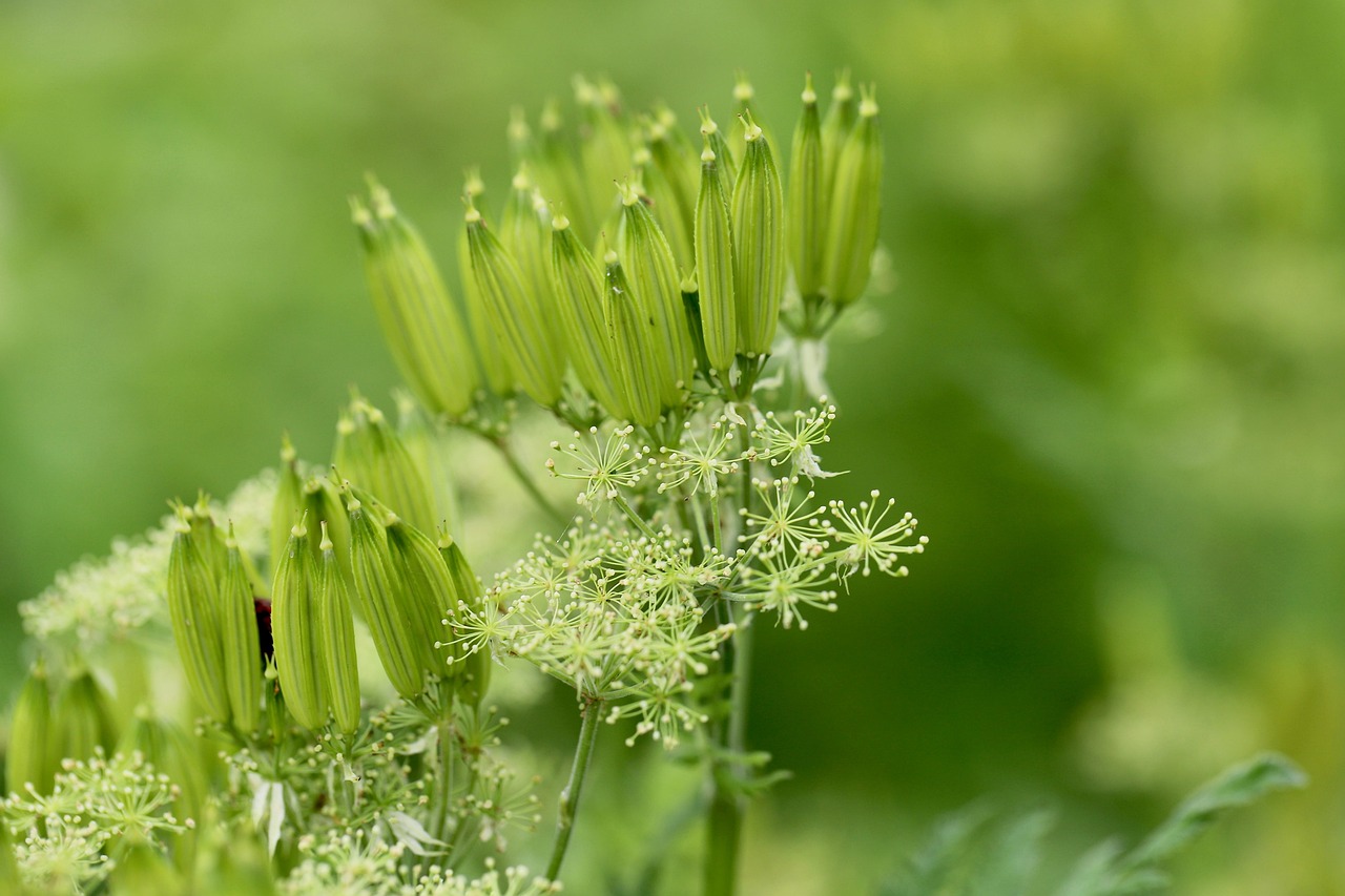 sweet-chervil-8845757_1280