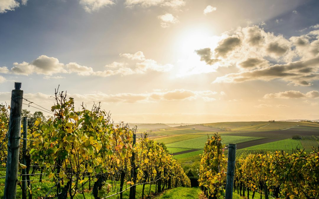 BALADES VIGNERONNES EN GRAND CARCASSONNE – CHÂTEAU L’AMIRAL