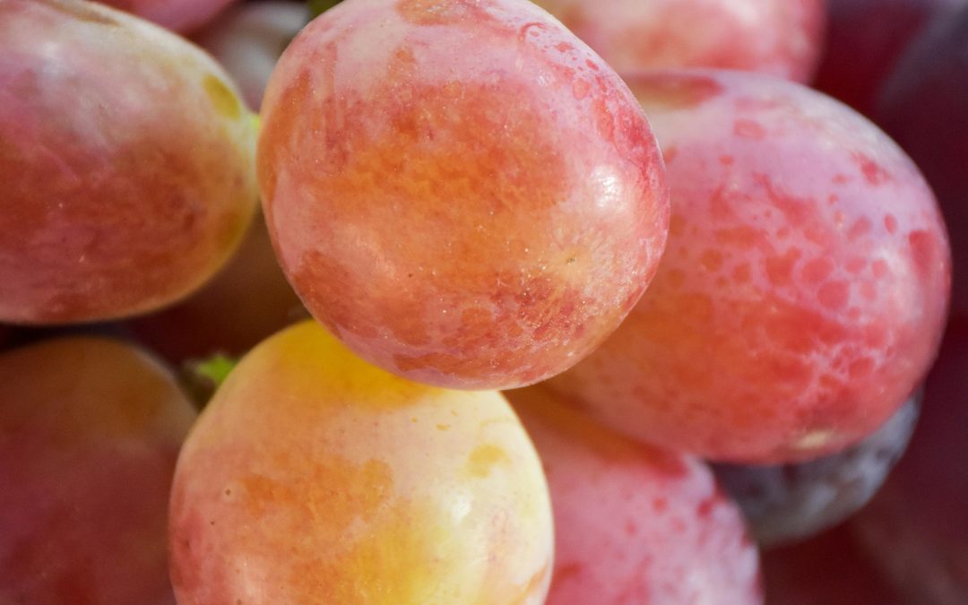 SOIRÉES PIQUE-NIQUE ET PATRIMOINE AU CŒUR DES VIGNES