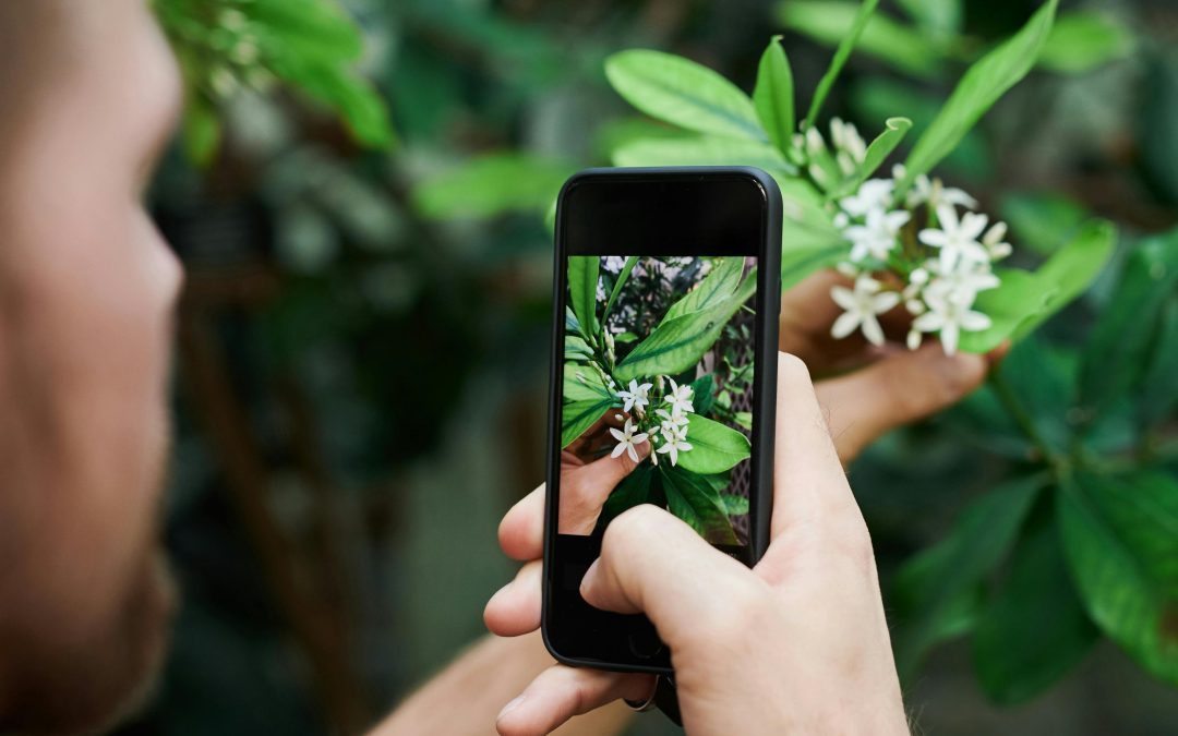 Sortie nature : Plantes qui se mangent et qui guérissent