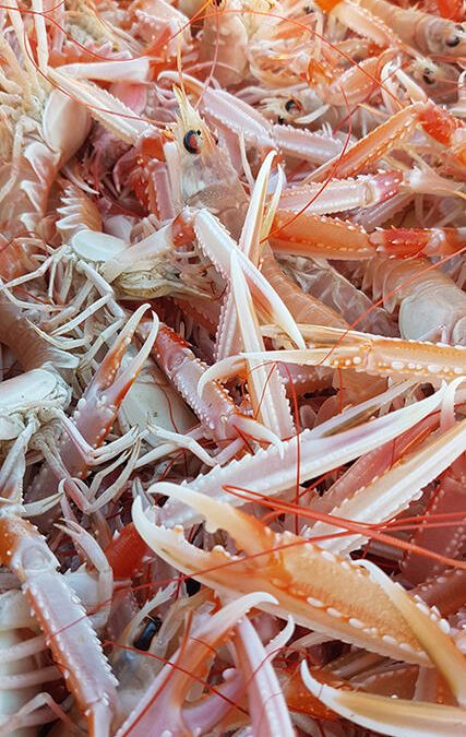 Fête de la Langoustine