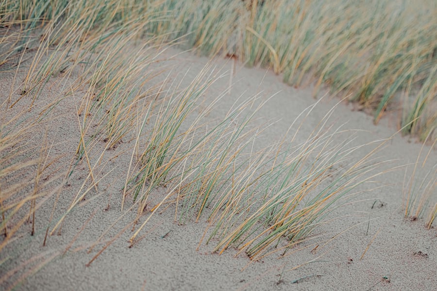 Les dunes et leurs richesses
