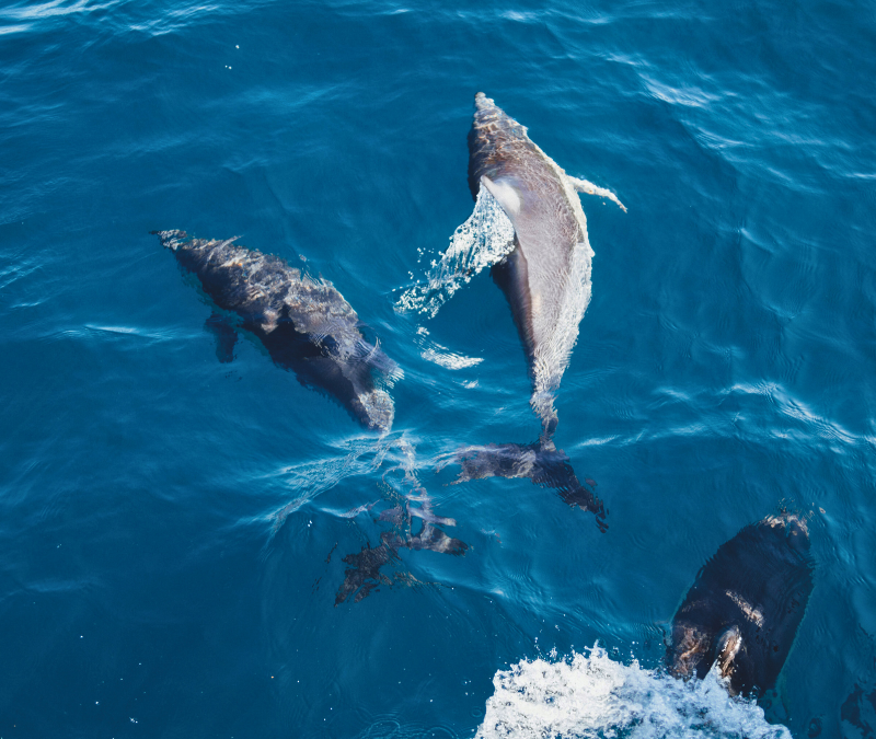 Dans le sillage des dauphins