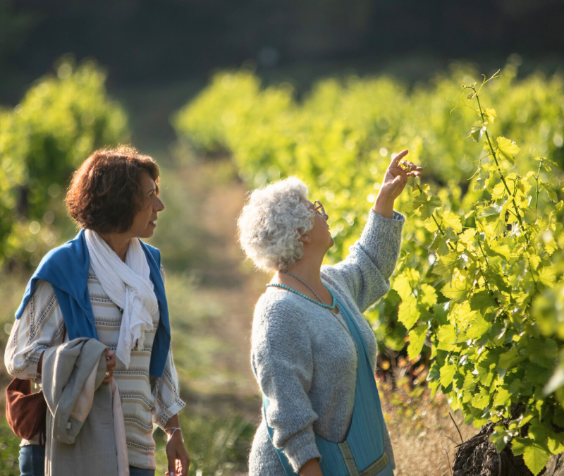 Nature, culture et vins sous le soleil