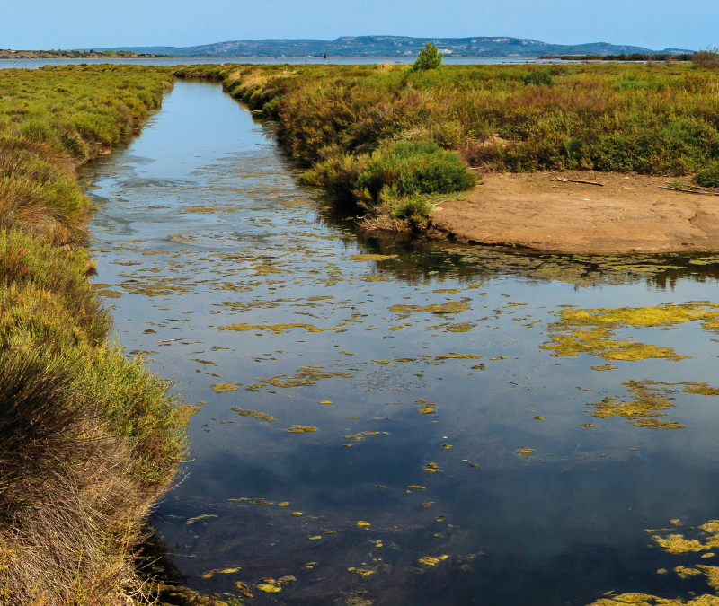 Entre garrigue et reflets salés