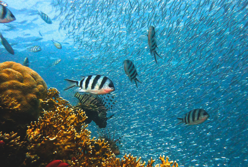 Tous acteurs de la mer !
