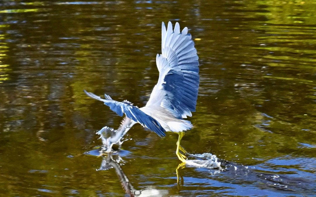 Réserve naturelle des Prés Salés : balade iodée en pleine nature
