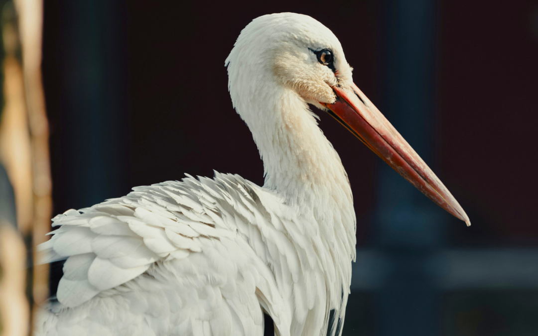 Réserve de Lesgau : un refuge d’ailes et d’eau