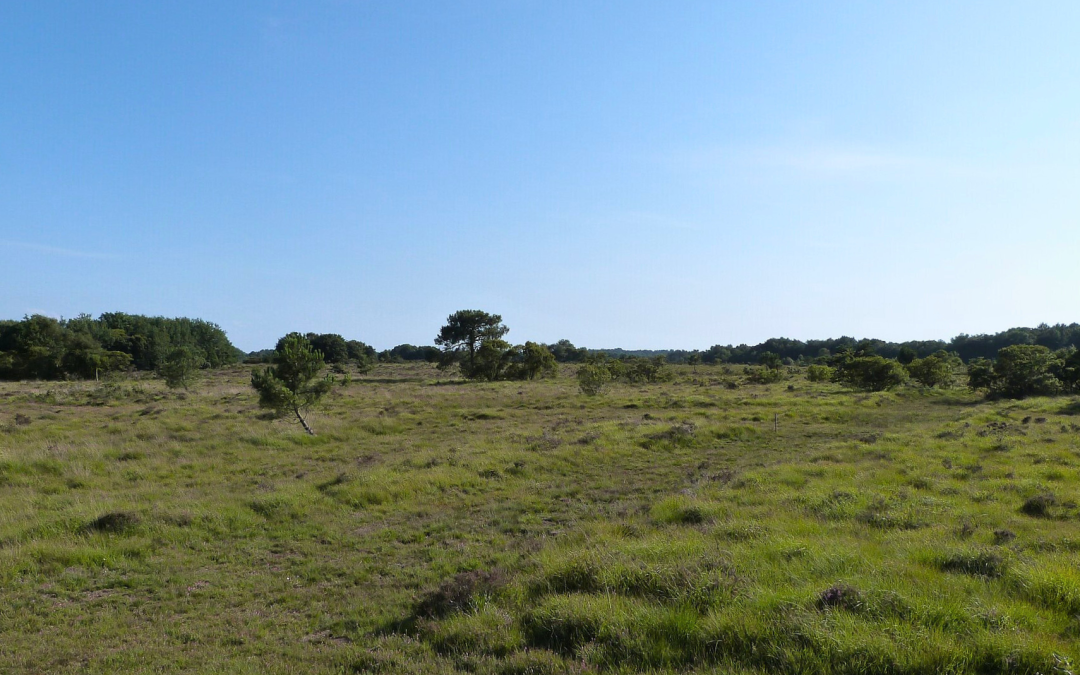 Landes de Lessay : nature, pins et légendes