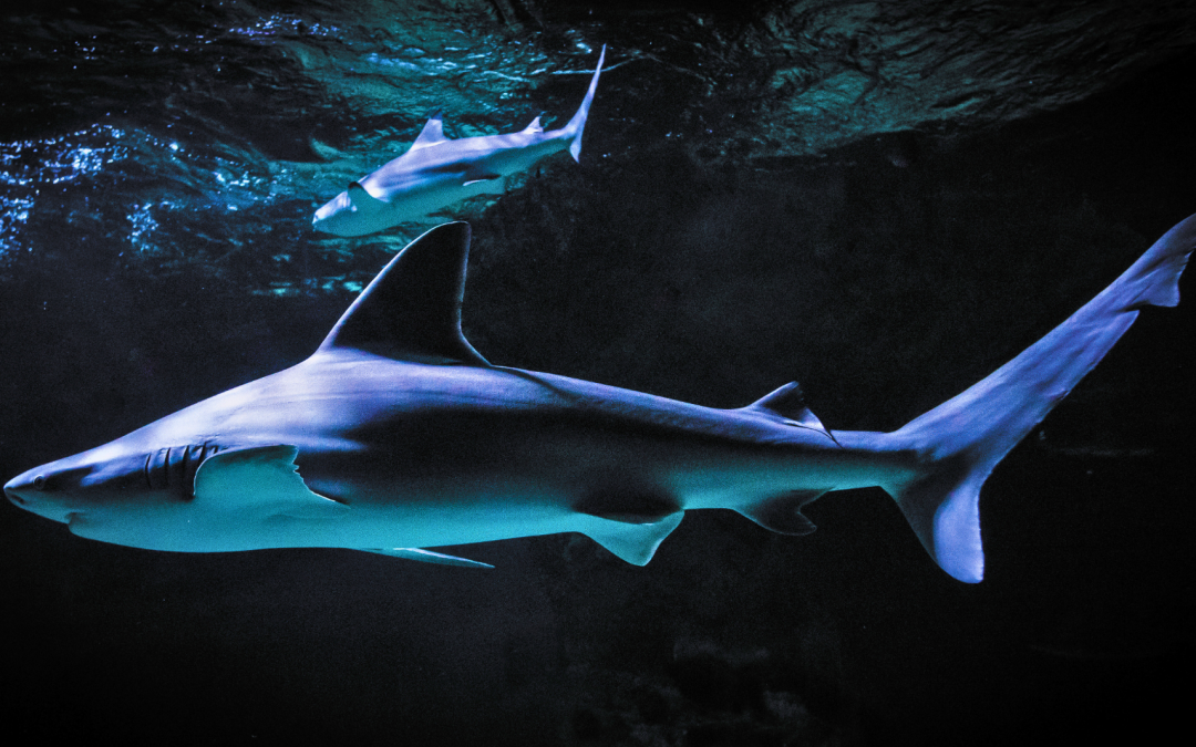 Océarium du Croisic : immersion pédagogique en famille