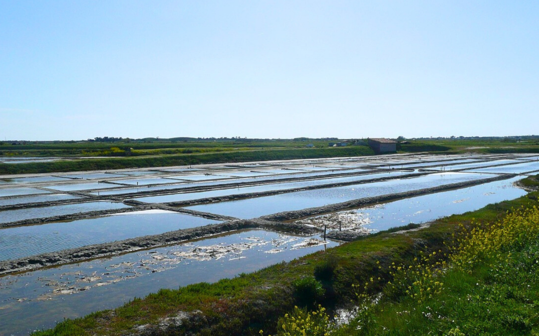 Marais salants de l’Île de Ré : nature, sel et mémoire
