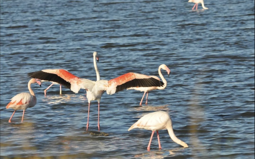 Observation des oiseaux aux Vieux Salins avec la LPO