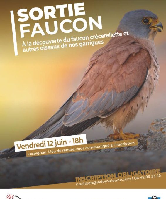 FAUCON CRÉCERELLETTE