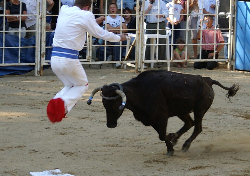 Course landaise