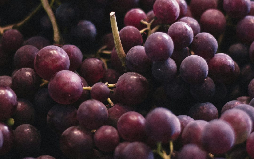 Fête des Vendanges